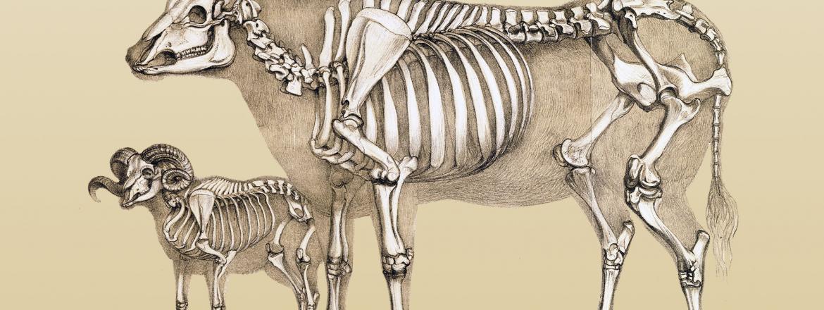 В Музее природы открыта  временная выставка «О чём расскажут кости»