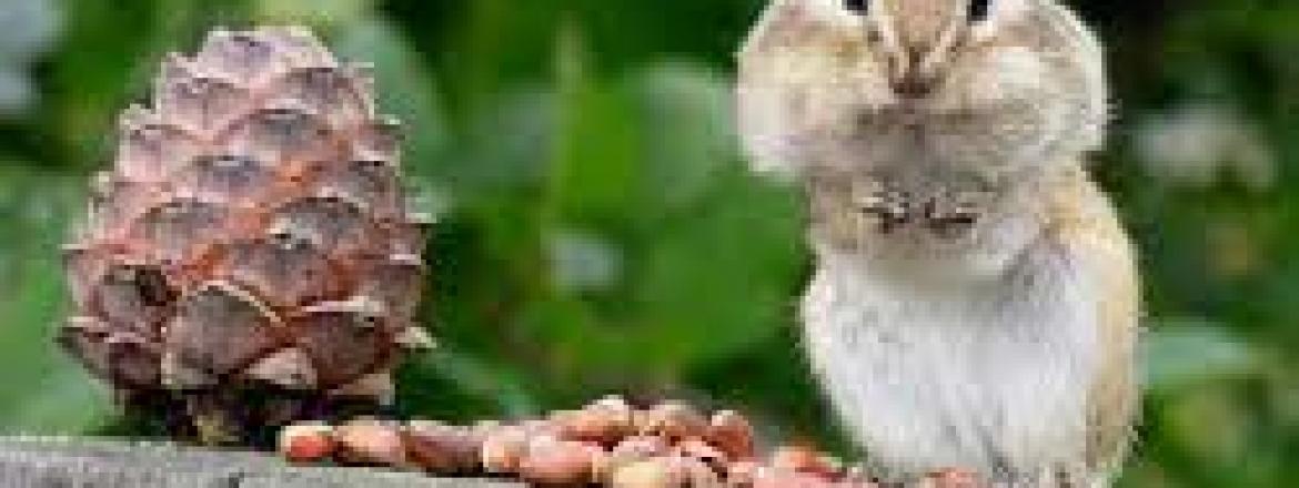 Эко-среда -Готовь сани летом