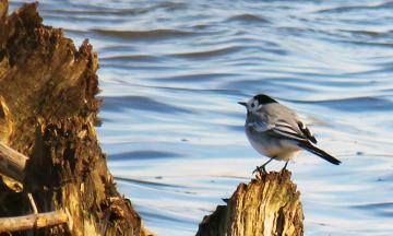 Выставка «Птицы и мы»