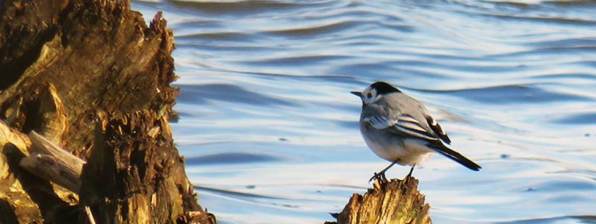 Выставка «Птицы и мы»