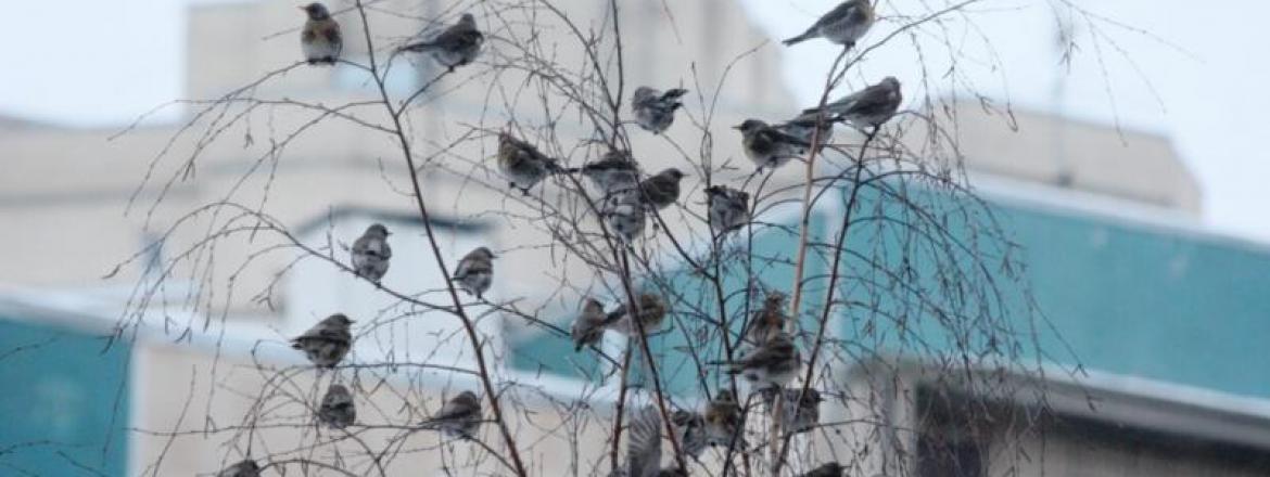 Эко-среда: Птицы и мы