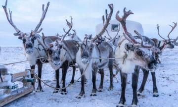 Северный олень - кто он такой?