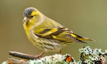 1 апреля в музее Природы Бурятии начинает работать передвижная выставка «Птица года-2024»