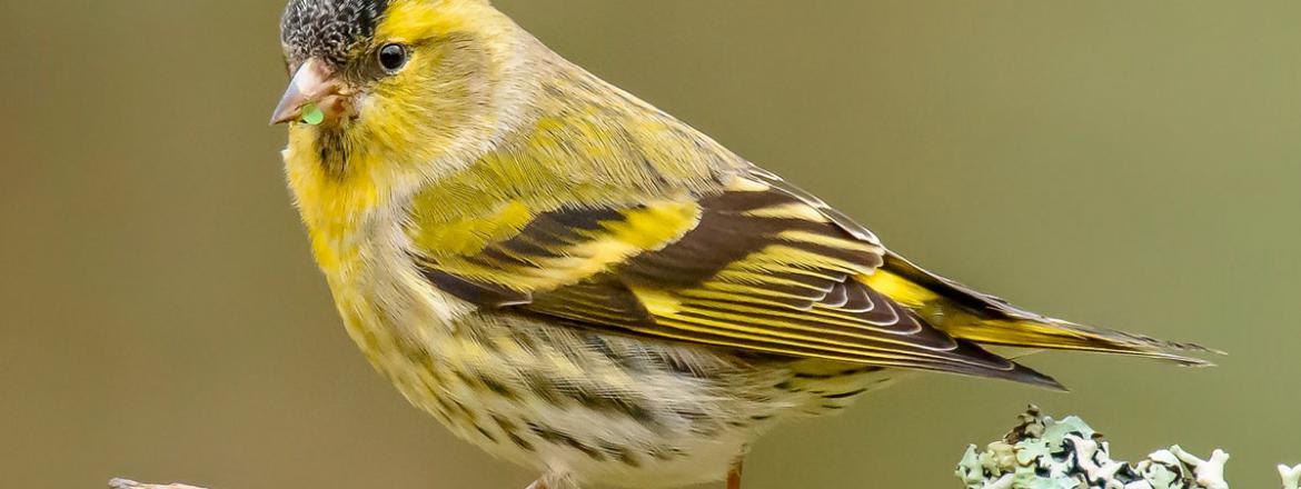 1 апреля в музее Природы Бурятии начинает работать передвижная выставка «Птица года-2024»