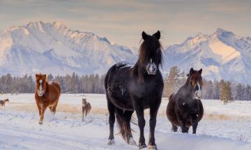 Конкурс-выставка художественной фотографии «Навстречу Алтаргане»