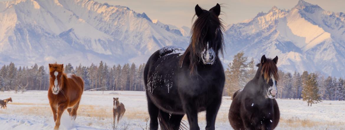 Конкурс-выставка художественной фотографии «Навстречу Алтаргане»