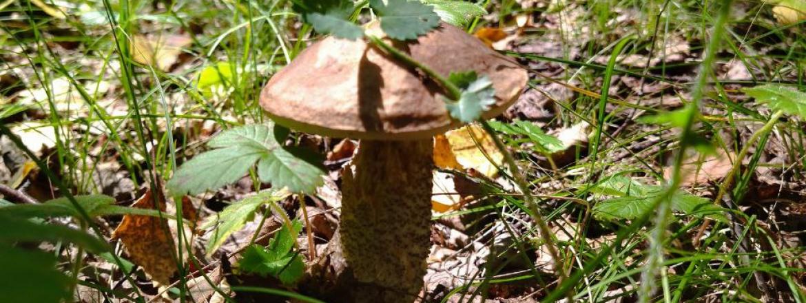 В Музее природы Бурятии открывается выставка «Грибное царство»