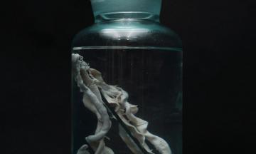 Выставка «Паразиты. Те, кто живут внутри»